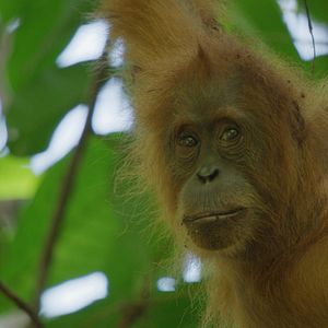 Photo La Vie Secrète des Orangs-Outans