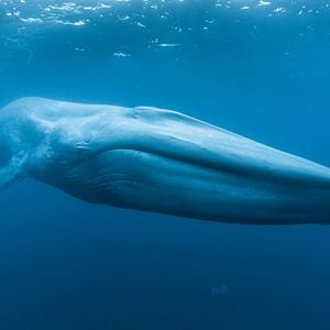 Photo Les baleines bleues : le retour des géants