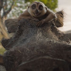 Photo Mufasa : Le Roi Lion