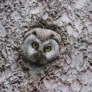 Photo Le Temps des animaux