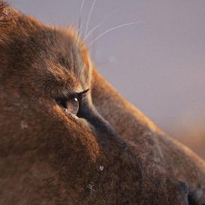 Photo Mufasa : Le Roi Lion