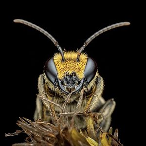 Photo BeeWild