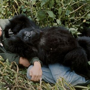 Photo Une histoire de gorilles avec David Attenborough