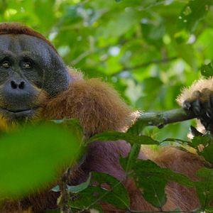 Photo La Vie Secrète des Orangs-Outans