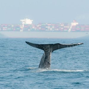 Photo Les baleines bleues : le retour des géants