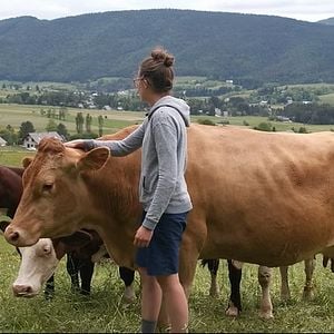 Photo Rustiques, portraits de vaches résistantes