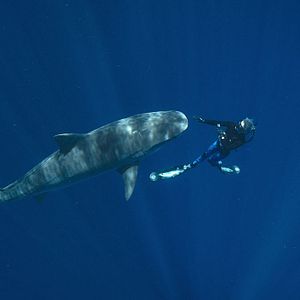 Photo En paix avec les requins