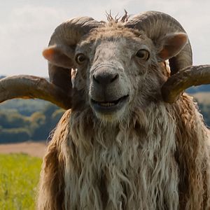 Photo Les Moutons Détectives