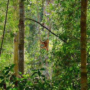 Photo La Vie Secrète des Orangs-Outans