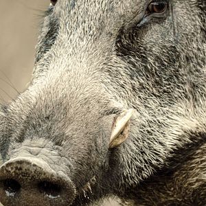 Photo Argoat