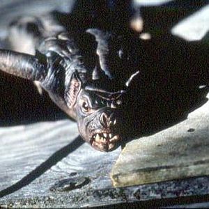 Photo La Nuit des chauves-souris
