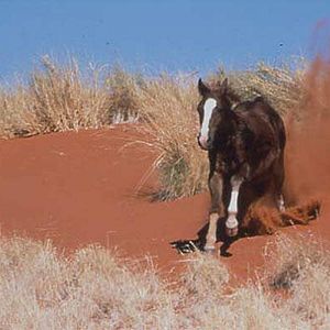 Photo Crinière au vent, une âme indomptable