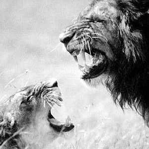 Photo La Griffe et la dent