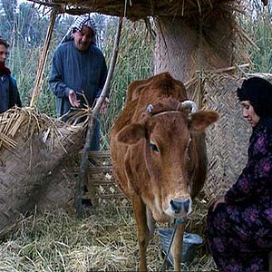 Photo Zaman, l'homme des roseaux
