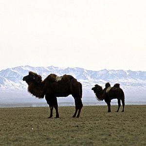 Photo L'Histoire du chameau qui pleure