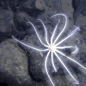 Photo Aliens of the Deep
