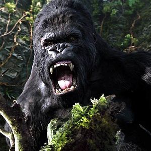 Photo King Kong