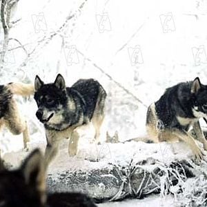 Photo Andrew Adamson