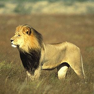 Photo Tim Liversedge