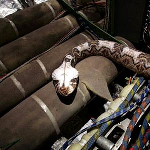 Photo Des serpents dans l'avion