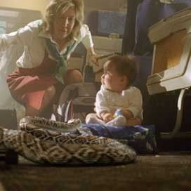 Photo Des serpents dans l'avion