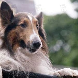 Lassie - film 2005 - AlloCiné