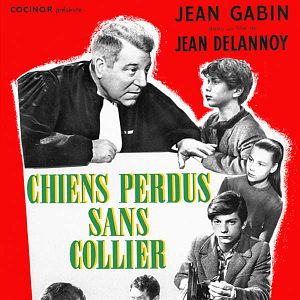 Photo Chiens perdus sans collier