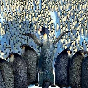 Photo Happy Feet