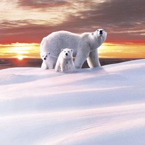 Photo Thierry Piantanida