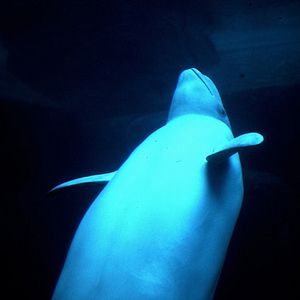 Photo Thierry Piantanida