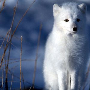 Photo Thierry Piantanida