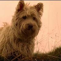 Photo The Adventures Of Greyfriars Bobby