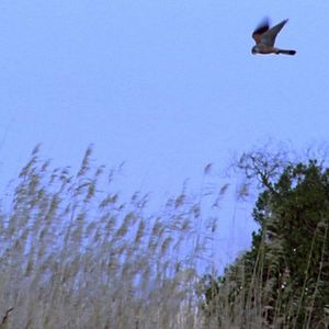 Photo Rapace