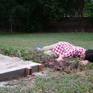 Photo Sepohon rambutan indah kepunyaanku di tanjung rambutan