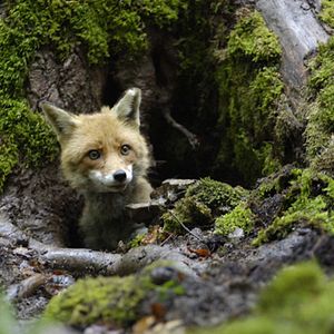 Photo Le renard et l'enfant