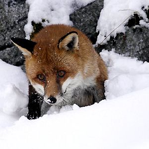 Photo Le renard et l'enfant