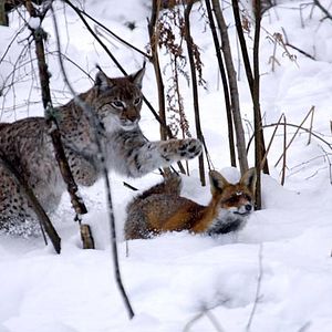 Photo Le renard et l'enfant