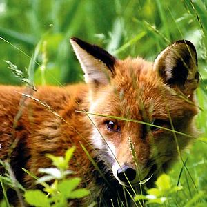Photo Le renard et l'enfant