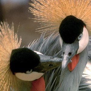 Photo Mario Andreacchio