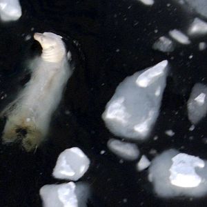 Photo Alastair Fothergill