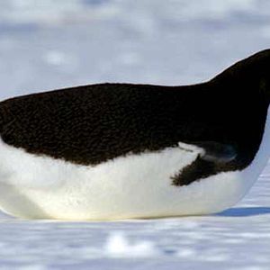 Photo Alastair Fothergill