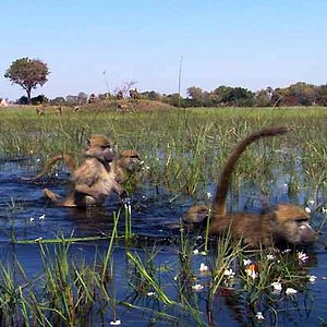 Photo Alastair Fothergill