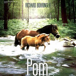 Photo Pom le poulain