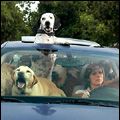 Photo Year of the Dog