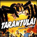 Photo Tarantula