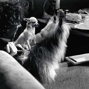 Photo Ed Wood
