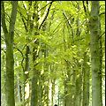 Photo Wolfsbergen