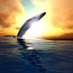 Photo Festin de requin