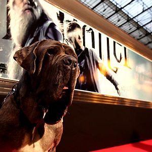 Photo Harry Potter et le Prince de sang mêlé
