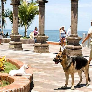 Photo Le Chihuahua de Beverly Hills